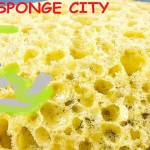 sponge city città spugna